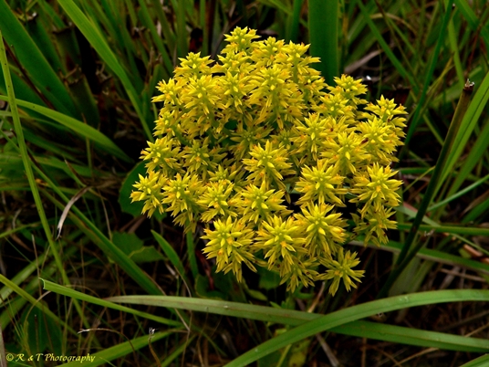{Polygala cymosa}